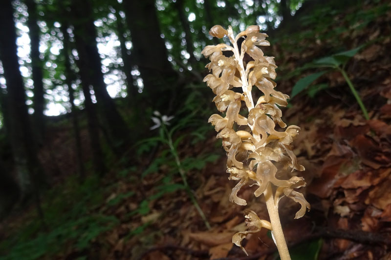 Neottia nidus-avis......dal Trentino